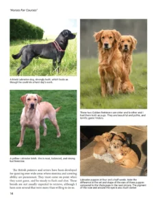 Labradors