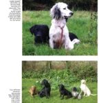 Gundog, golden Retriever, Labrador and flatcoat