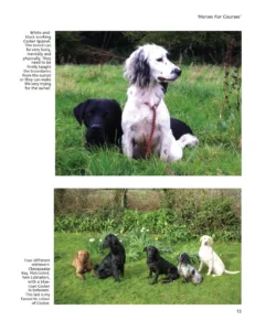 Gundog, golden Retriever, Labrador and flatcoat