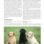 in the bag Labradors